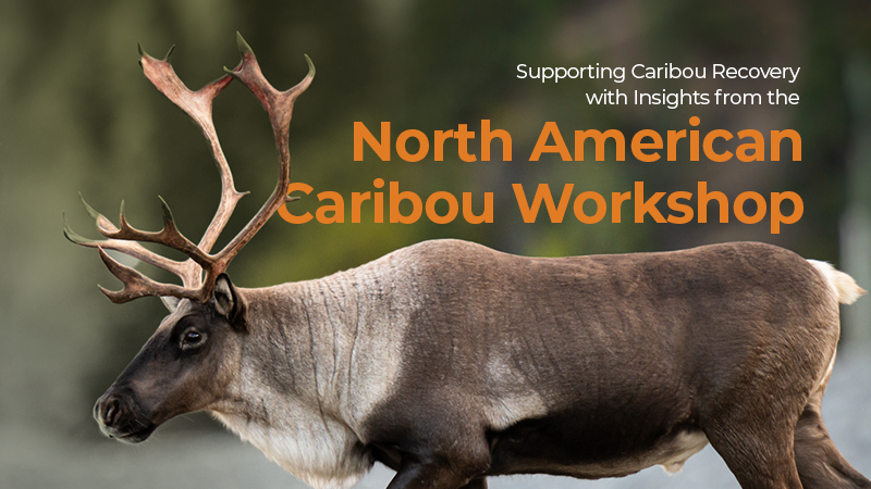 North American Caribou Workshop