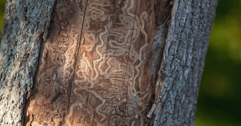 tree-damaged-by-emerald-ash-borer