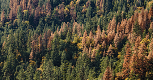 Mountain-pine-beetle-damaged-trees-pests-in-canada