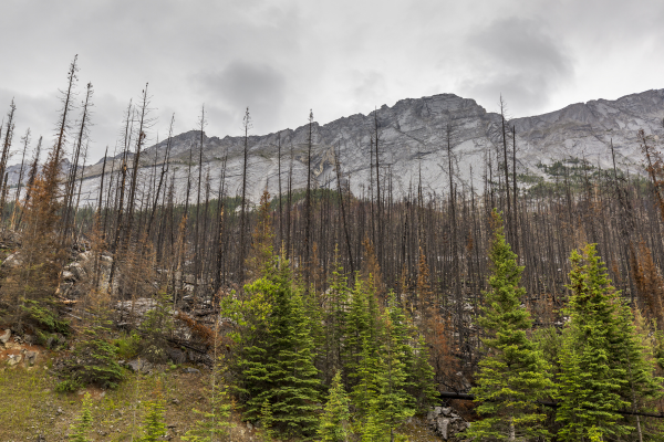 wildfire damage to a forest area
