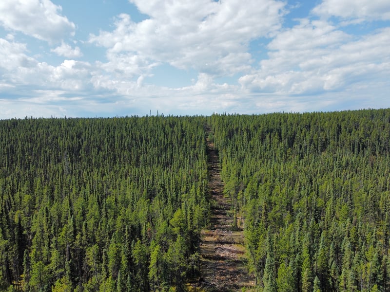Caribou Habitat Restoration - Ontario