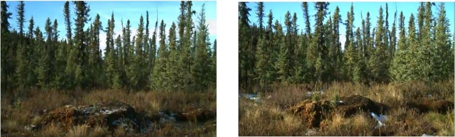 linear restoration example