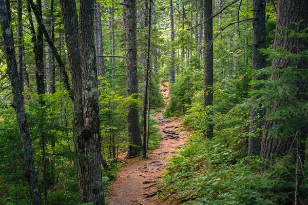 Forestry software solutions