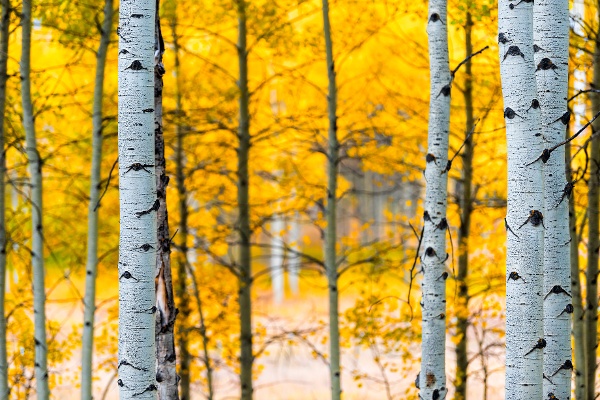 Aspen, Colorado