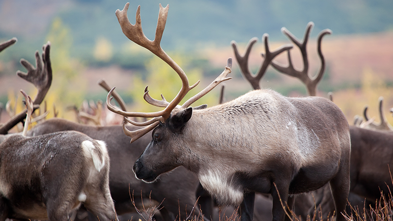 Woodland caribou (Rangifer tarandus caribou), boreal and southern mountain populations, are currently listed as threatened in Canada.