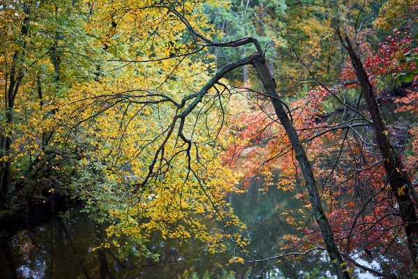 Forest Massachusetts, USA