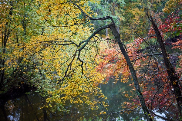 Forest Massachusetts, USA