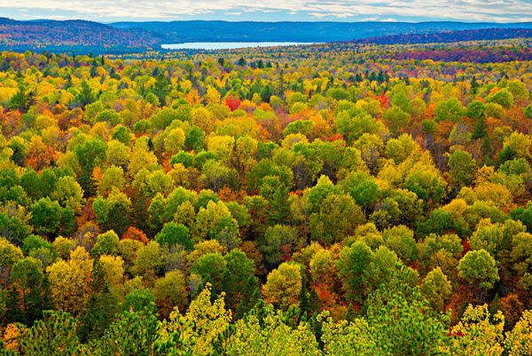 Ontario Forest