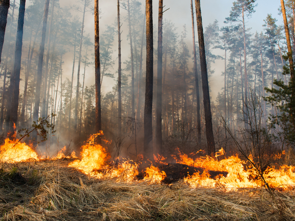 Wildfire in Alberta